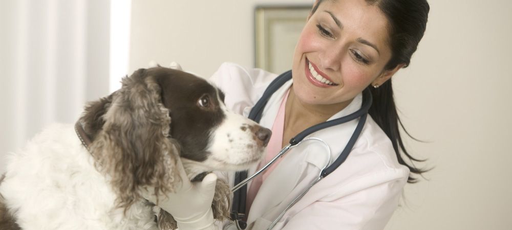 community-veterinary
