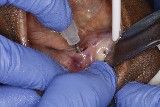 #14 mini-implants
