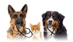 Proven Veterinary Financing for Pet Owners 
